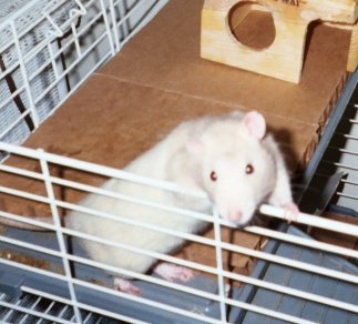 Remy.  Photo by Catherine Graf