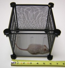 mouse cage size