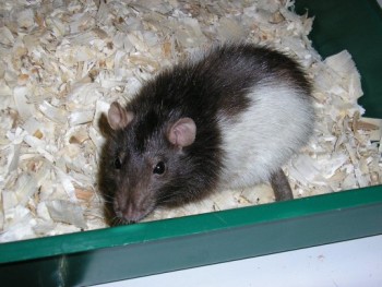 About a little rat named Mousie!