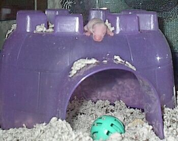 Stu! on his Igloo (copyright 2001 Kristin Johnson)