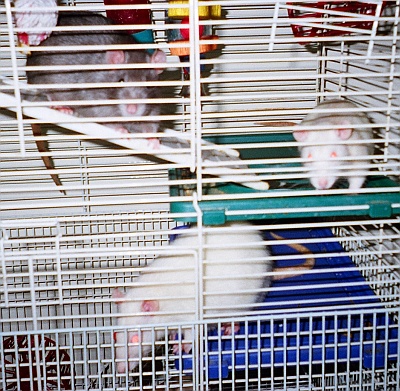 Lou-Lou, Gabie and friend Vicky