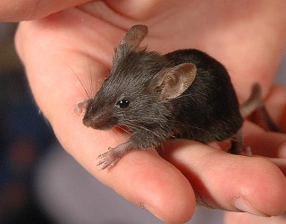 Small Mouse