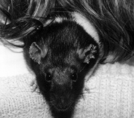 Sunny With Ear Mites