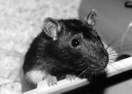 Sunny After Treatment