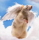 Rat Angel by Grove Pashley