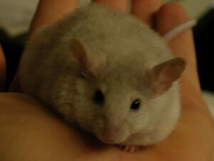 Darknose as Bigfat (Copyright 2002 Cutter Hays)