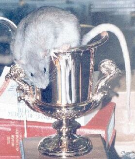 Eldarion, Best in Show